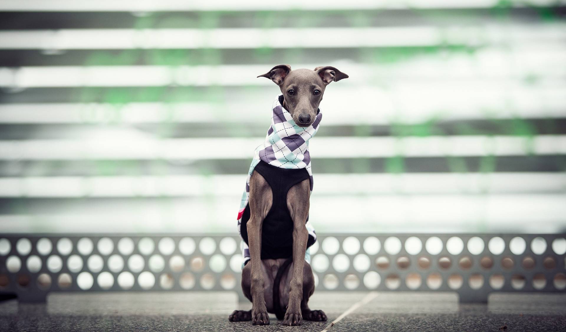 clothing for italian greyhound