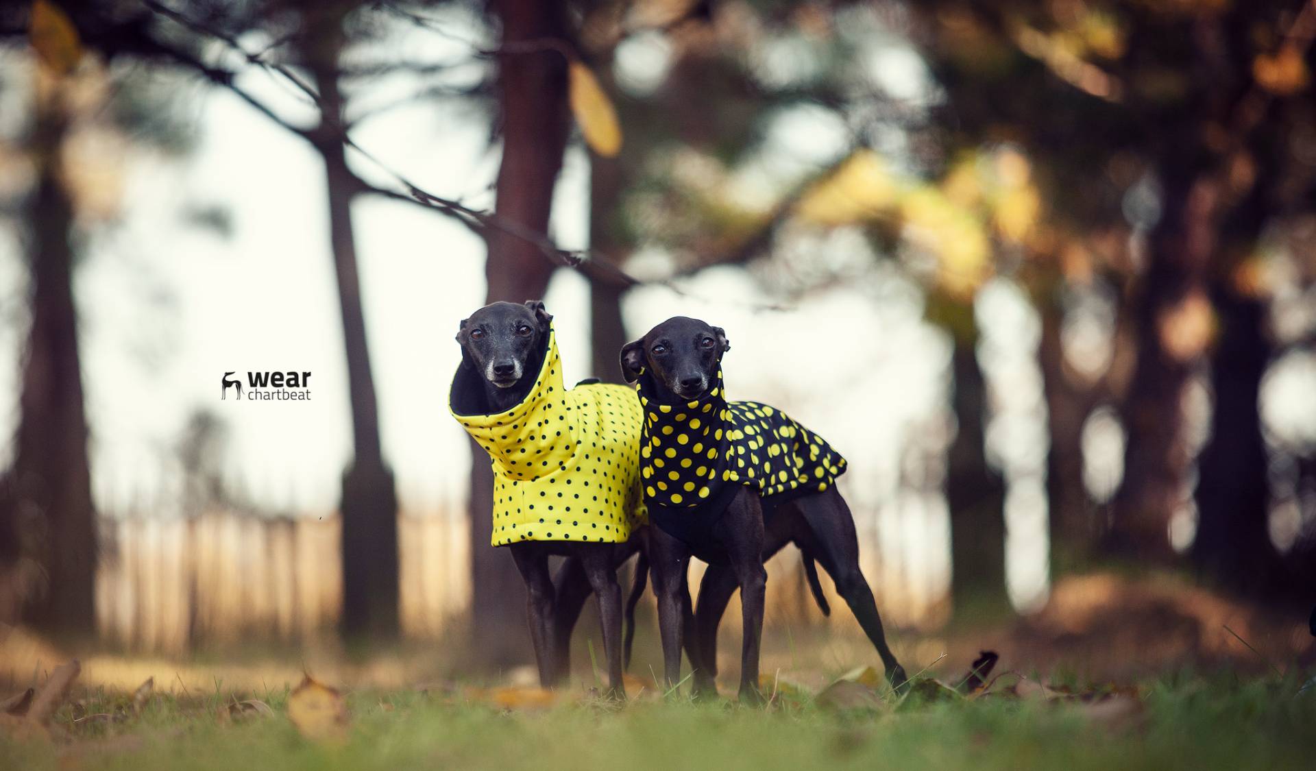 italian greyhound blouse