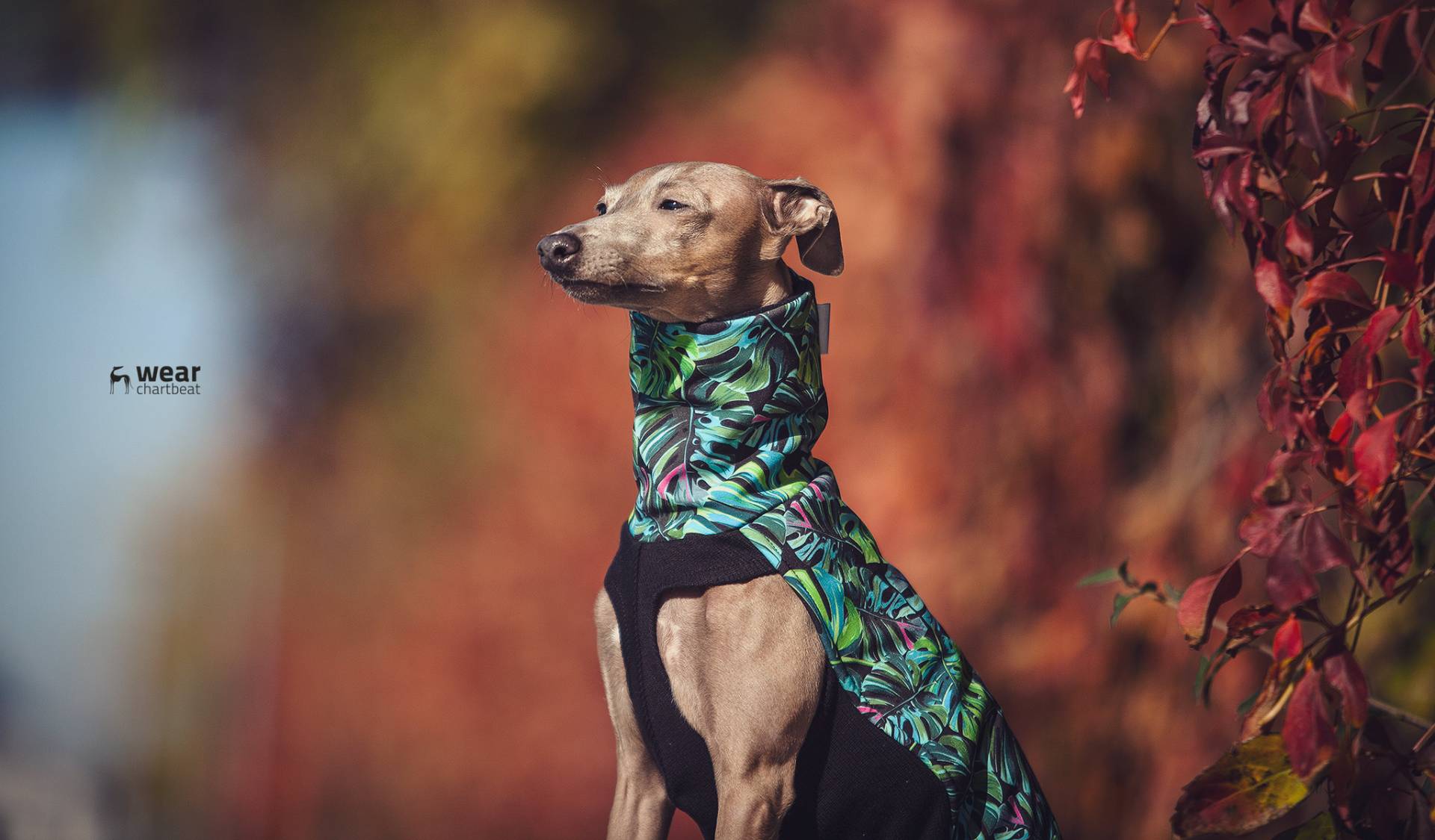 italian greyhound clothes