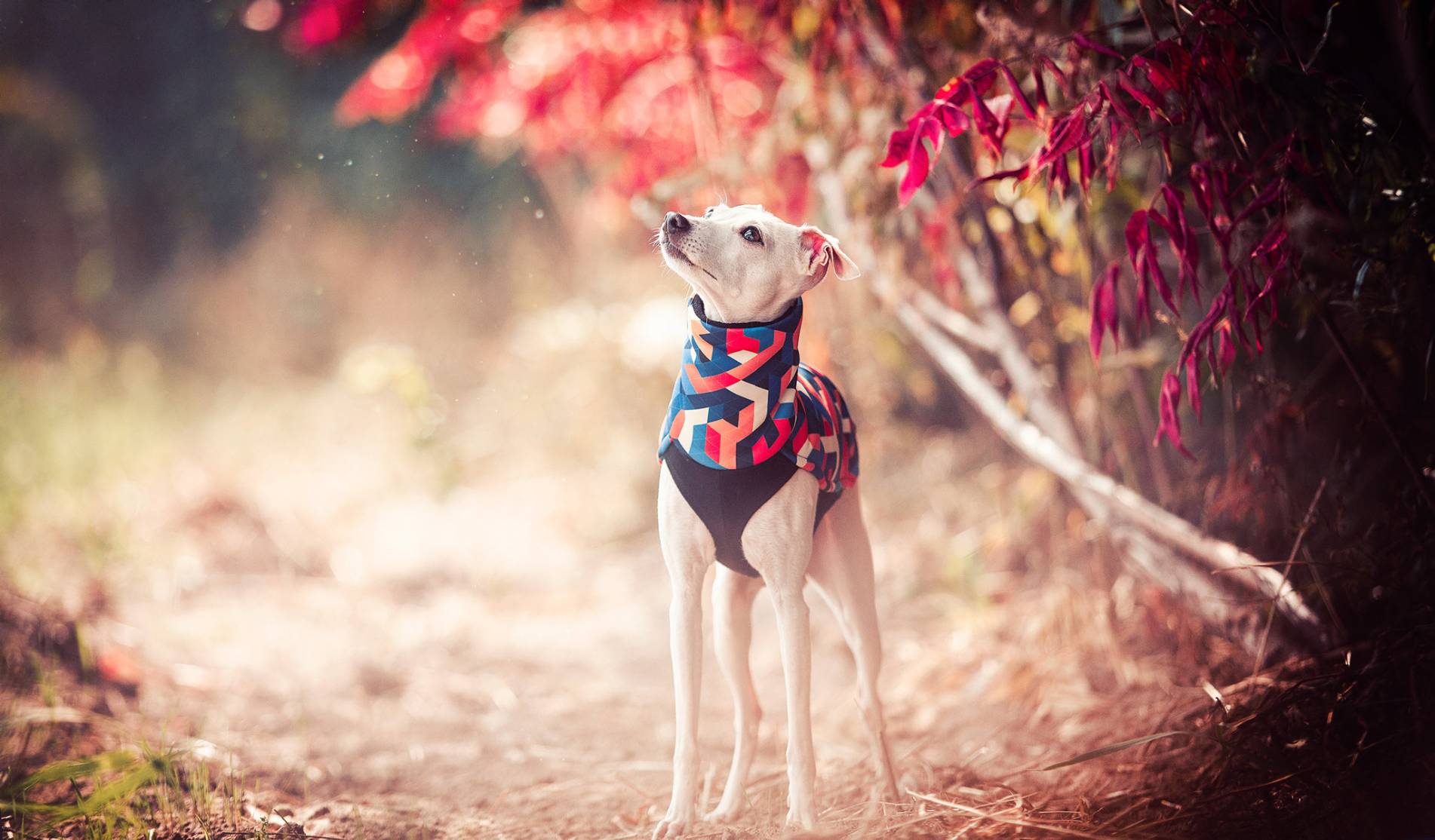 blouse for italian greyhound