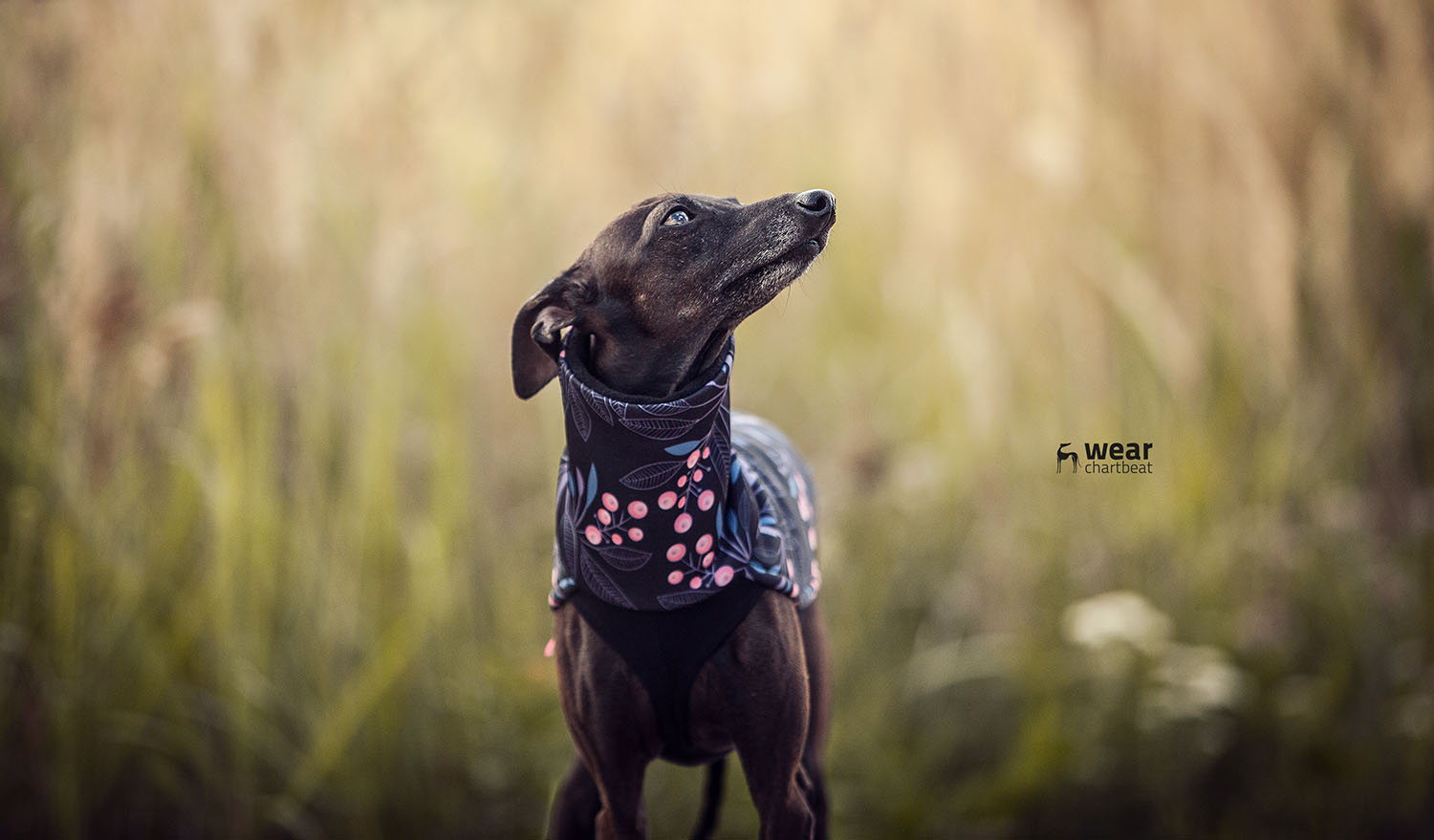 italian greyhound clothing